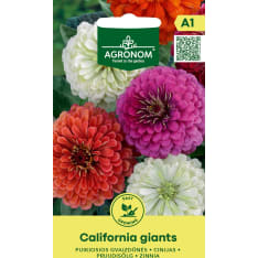 Tsinnia Сalifornia Giants siemen