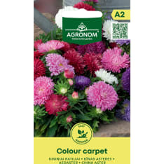 Kiinalainen kääpiöasteri Colour Carpet siemen