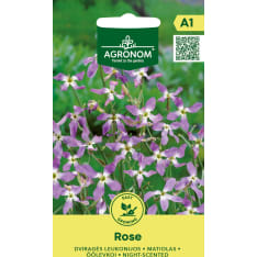 Sarvileukoija Rose siemen