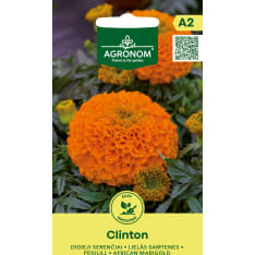 Samettikukka Iso Clinton siemen