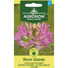 Hämähäkkikukka Rose Queen siemen