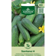 Kurkku Santana H siemen