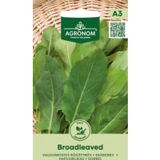 Sorrel Broadleaved siemen