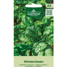 Pinaatti Winterriesen siemen