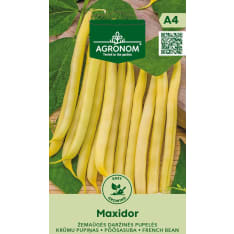 Maxidor kääpiöpavut siemen