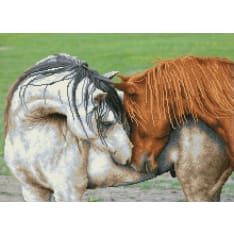 Diamond Dotz Courtship 62,00 x 45,00 cm diamond work