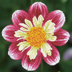 Diamond Dotz Daisy-A-Day 30,5x30,5cm timanttityö