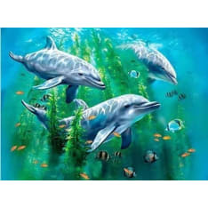 3D LiveLife Pictures Dolphin Kelp Bed juliste