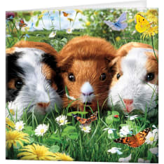 Deluxebase 3D LiveLife Guinea Pigs postikortti