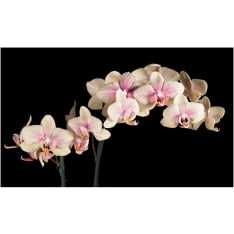 Artgeist Kukkiva orkidea fototapetti