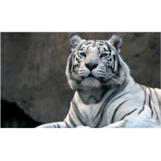 Wallpaper - Bengali tiger in zoo