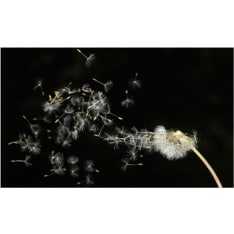 Artgeist Voikukan siemenet kuljettaa tuuli fototapetti