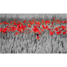 Artgeist Red unikot mustalla ja valkoisella pohjalla fototapetti