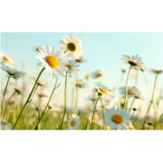 Artgeist Daisies - kevät niitty fototapetti