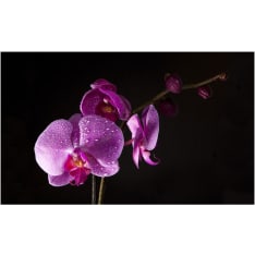 Artgeist Stylish Orchis fototapetti