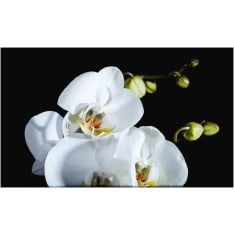 Artgeist Phalaenopsis fototapetti