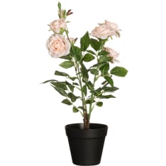 4Living 49 cm isokukkainen ruusu ruukussa