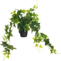 4Living 80cm muratti isolehtinen ruukussa