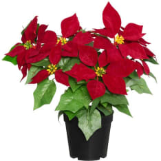4Living Christmas star in pot
