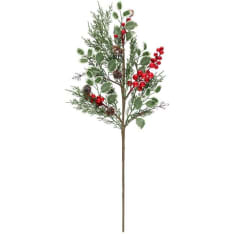 Winteria red berries branch