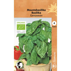 Organic basil Genoveser