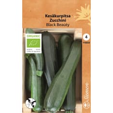 Organic squash Black Beauty