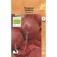 Organic red beet Detroit 2