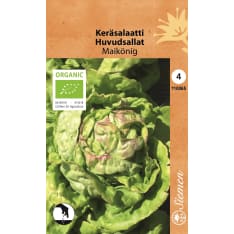 Organic head lettuce Maikönig