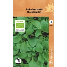 Luomu rukolasalaatti eli sinappikaali siemen