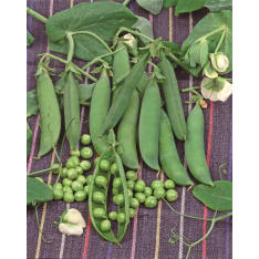 Pea Early Onward 750 g