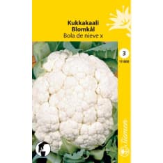 Cauliflower Bola de nieve X