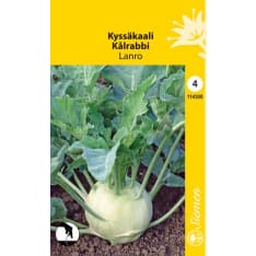 Kohlrabi Lanro