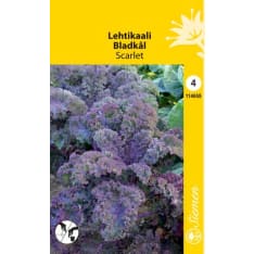 Kale Scarlet