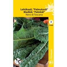 Kale Nero di Toscana