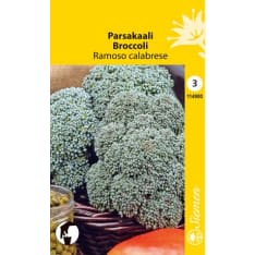 Broccoli Ramoso Calabrese