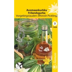 Outdoor cucumber Vorgebirgstauden (Rhinish Pickling)