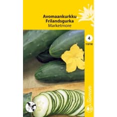 Outdoor cucumber Marketmore
