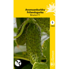 Avomaankurkku Bruno F1, partenokarppinen