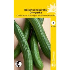 Greenhouse cucumber Chinesische Schlangen