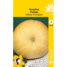 Pumpkin Yellow Pumpkin