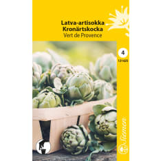 Globe artichoke Vert de Provence