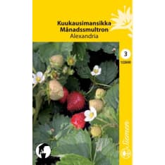 Strawberry Alexandria