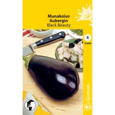 Eggplant Black Beauty