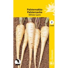 Palsternakka White Gem siemen