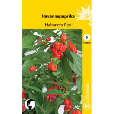 Chili pepper Habanero Red