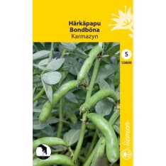 Broad bean Karmazyn
