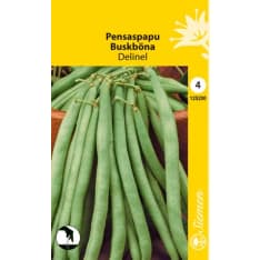 Bush bean Delinel