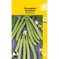 Bush bean Montano