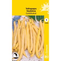 Bean Orinoco/Golddukat