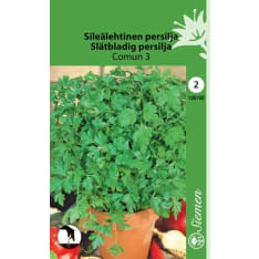 Parsley plain leaved Comun 3